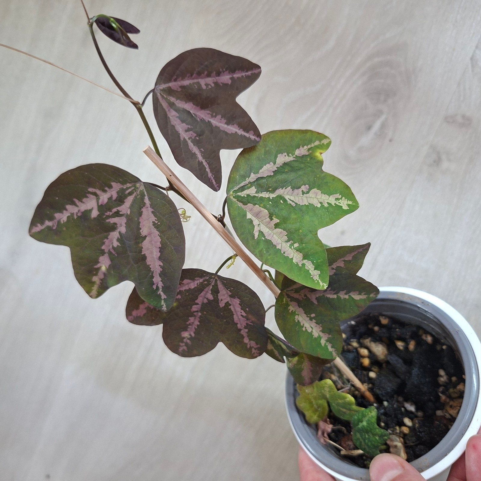 Passiflora trifasciata plant, Ophalen of Verzenden, Halfschaduw, Minder dan 100 cm