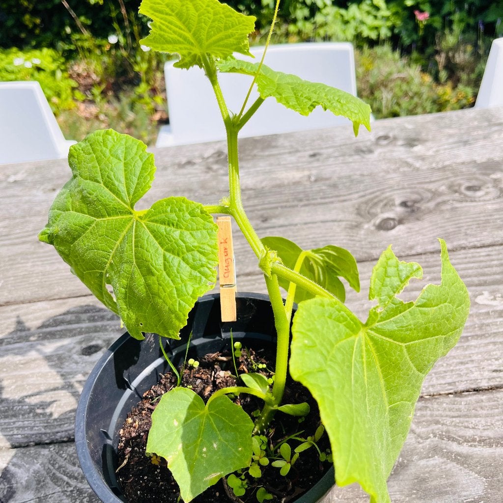 Augurken plant, Ophalen, Eenjarig, Groenteplanten, Volle zon