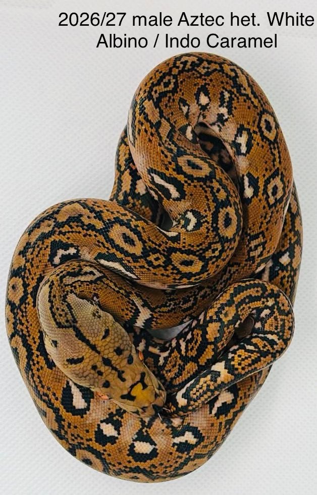 Nakweek Python Reticulatus Reticulated Python photo 19
