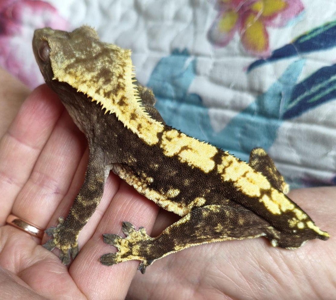 Wimpergekko man 100% het Axanthic, Dieren en Toebehoren