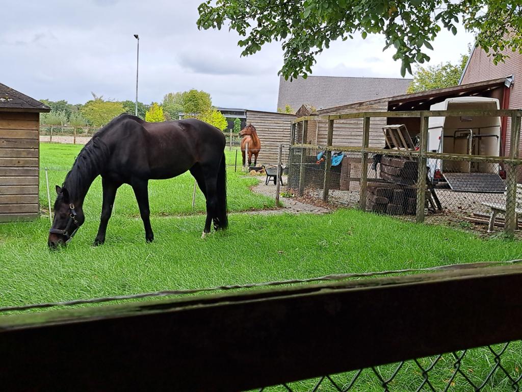 Kwpn paard ,, Eén persoon, Ticket of Toegangskaart