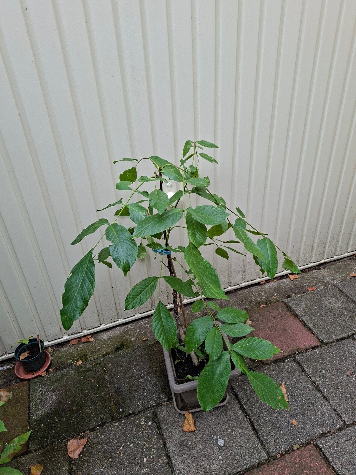 Walnoot boompje, Ophalen, Volle zon, Overige soorten, Minder dan 100 cm