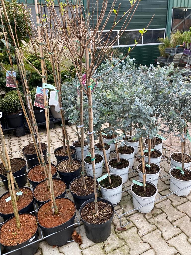 Hortensia Limelight op stam - Prachtige bloeier voor uw tuin, Vaste plant, Halfschaduw, Zomer, Ophalen