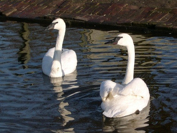 Trompetzwanen met DNA, Meerdere dieren, Gans of Zwaan