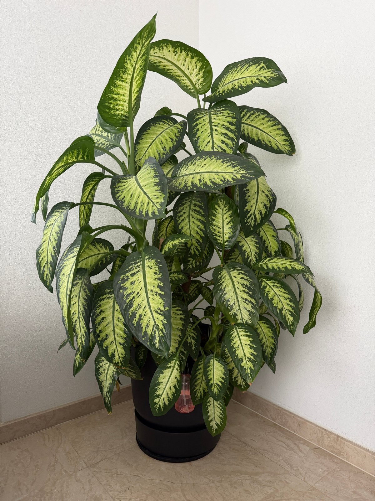 Grote Dieffenbachia kamerplant in pot 160cm hoog, Ophalen, 100 tot 150 cm, Overige soorten, Halfschaduw