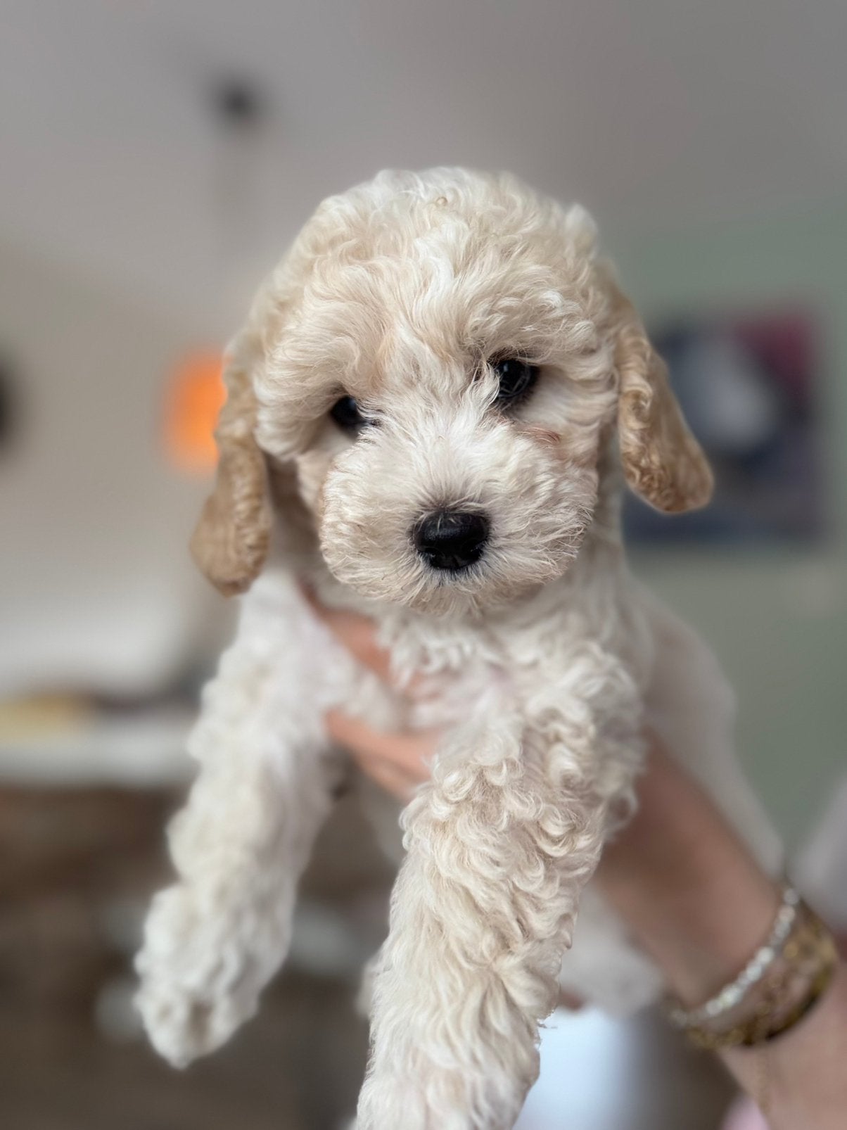 Pups Havapoo F2 ~ nu 8 weken:), Dieren en Toebehoren, 8 tot 15 weken, Parvo, Meerdere, Meerdere dieren