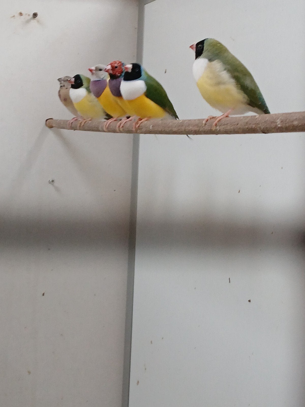 goulds, Meerdere dieren, Tropenvogel