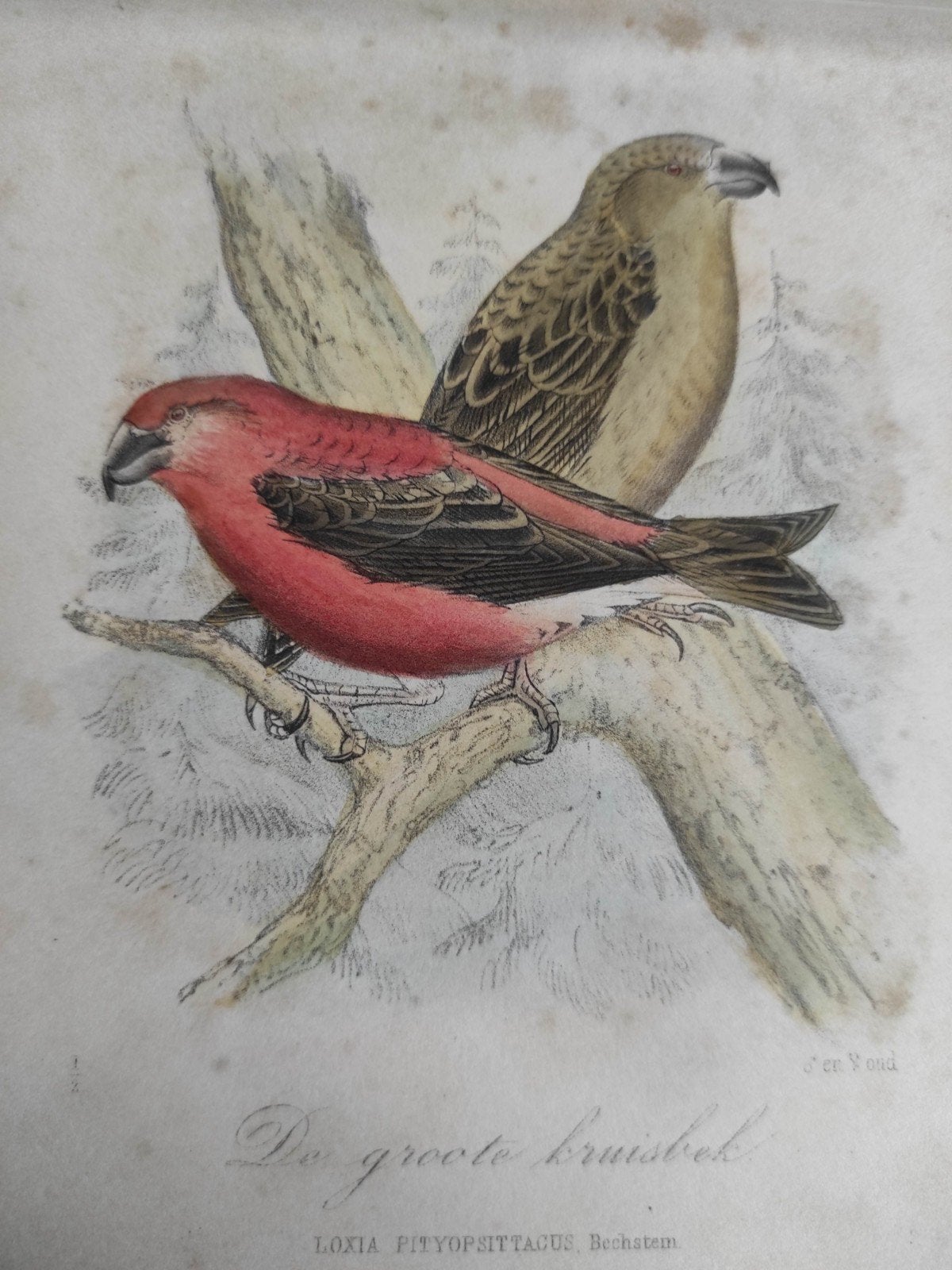 Hermann Schlegel 1804-1884 hand ingekleurde prent vogels, Ophalen of Verzenden