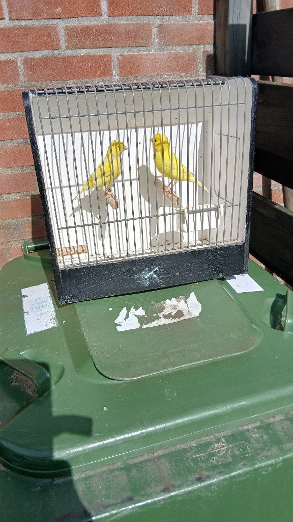 vogels, Meerdere dieren, Zangkanarie