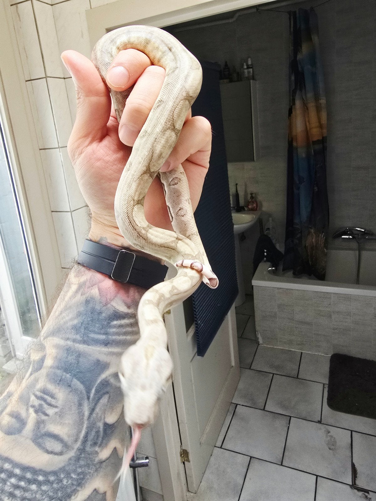 boa constrictor imperator 
50% vpi snow
Nakweek 2026

Dit is Boa Constrictor photo 7