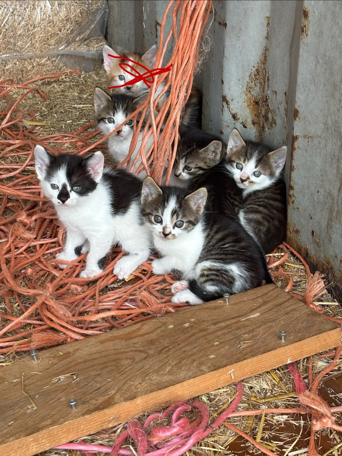Mooie boerderij kittens, Meerdere dieren