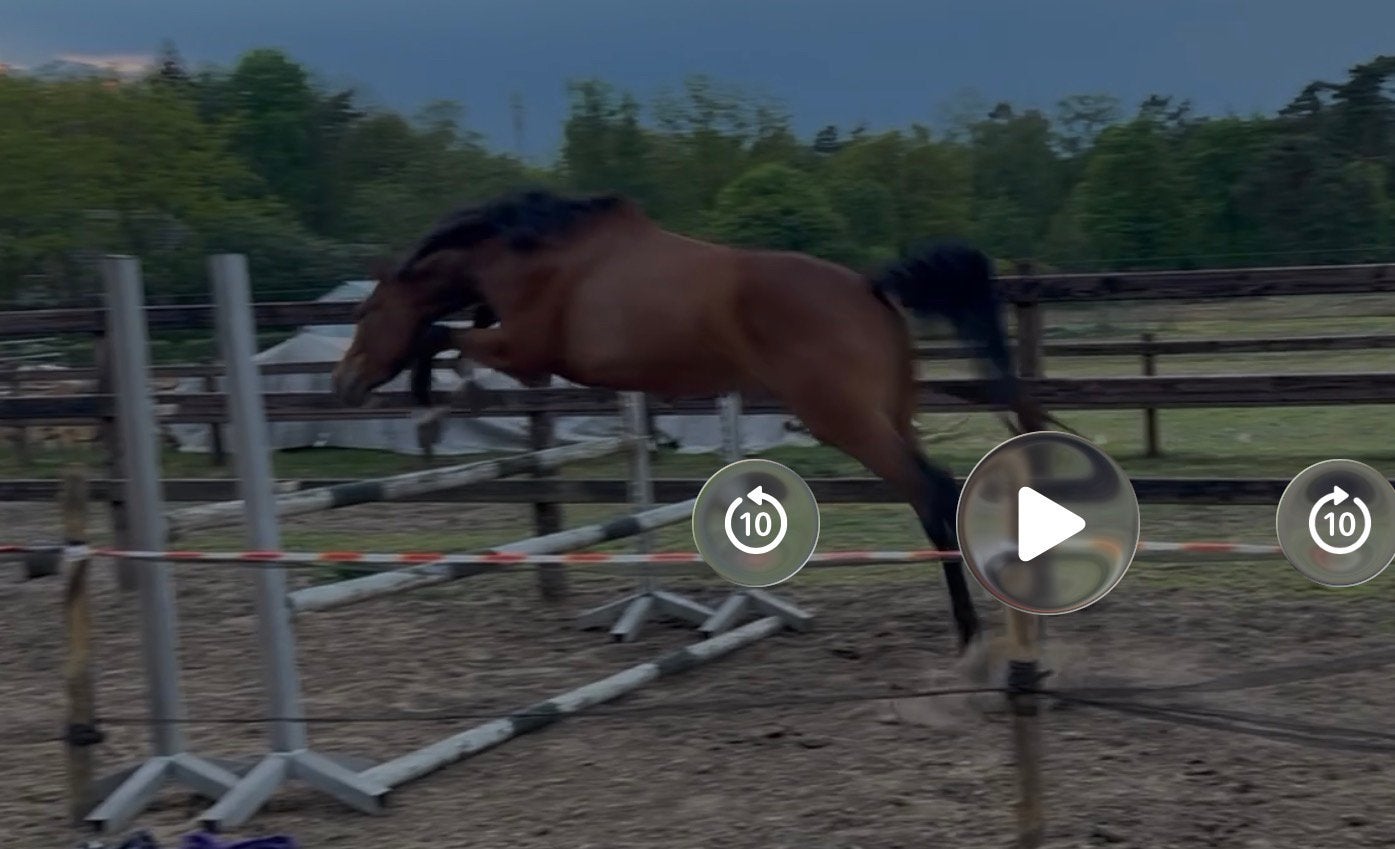 3 jarige KWPN merrie Loma stam James SB drachtig Titanium Bl, Dieren en Toebehoren, Merrie, Springpaard, Met stamboom, 3 tot 6 jaar