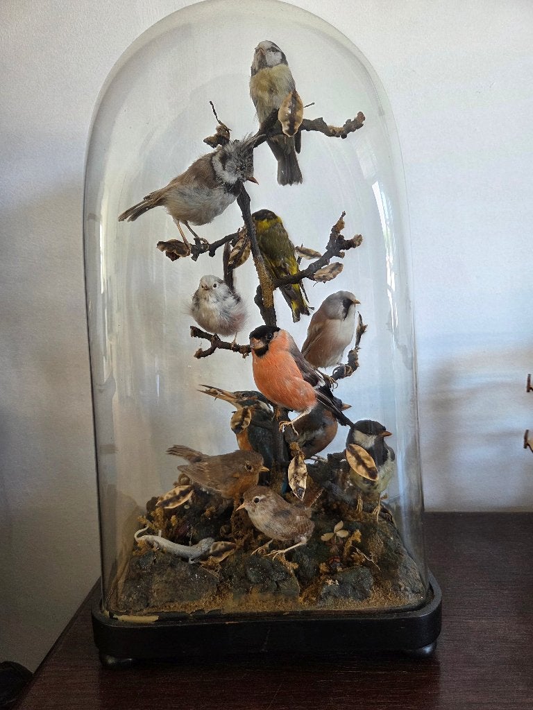Antieke stolp met 11 vogels en insecten, Ophalen, Gebruikt, Vogel, Beeldje of Figuurtje