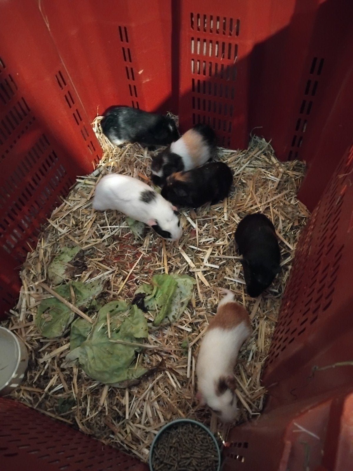 mooie gevlekte cavia's te koop, Dieren en Toebehoren, Juli, Meerdere dieren, Cavia