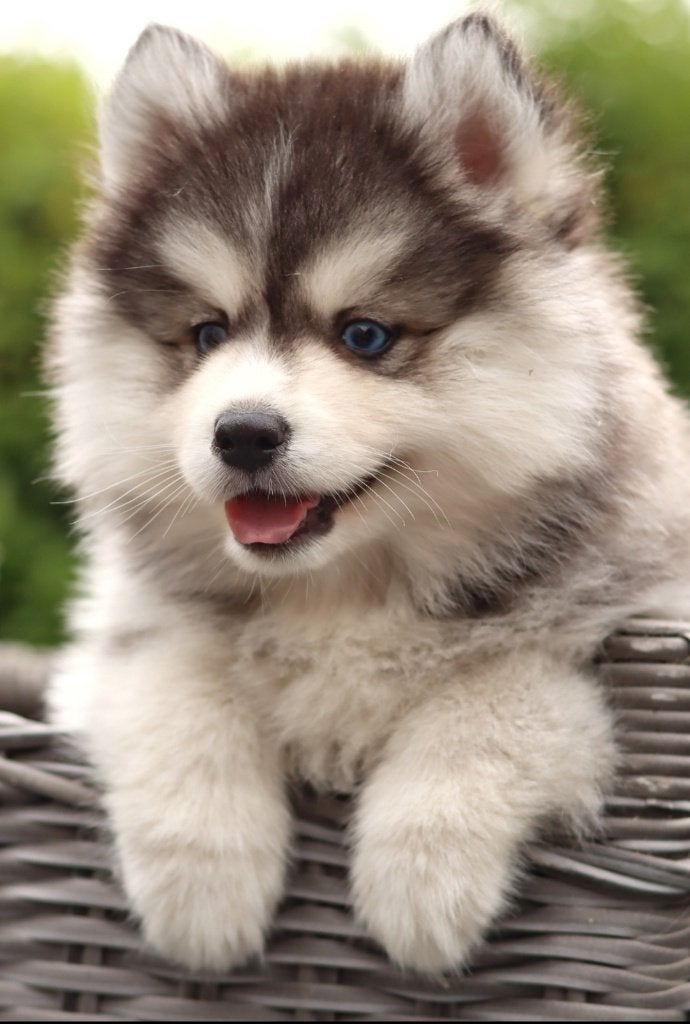 Mooie Pomsky puppy's te koop, Dieren en Toebehoren, Overige rassen, 8 tot 15 weken, Parvo, Meerdere