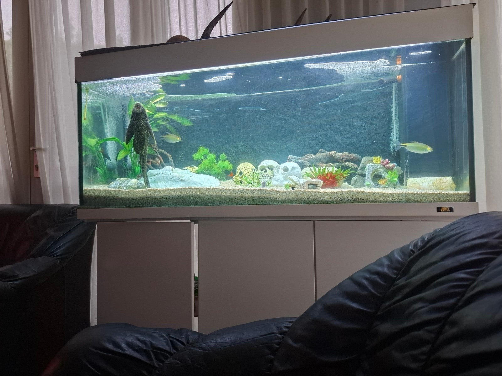 Juwel aquarium  met pomp verliching tijd schakelaar thermost, Ophalen, Gebruikt, Inclusief vissen, Gevuld zoetwateraquarium