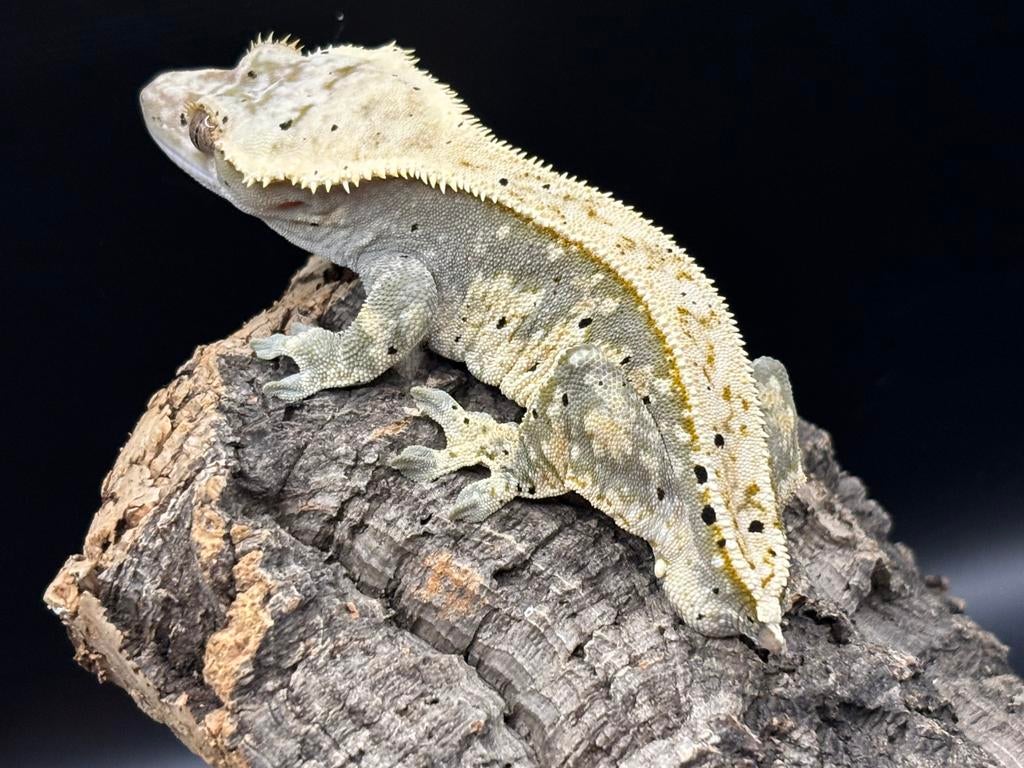 Correlophus ciliatus - Wimpergekko - Crested Gecko, Dieren en Toebehoren, Hagedis, 0 tot 2 jaar