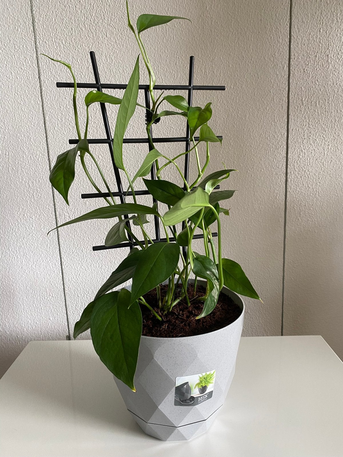 Epipremnum Pinnatum ‘ Green Form’ inclusief nieuwe pot., Groene kamerplant, Ophalen of Verzenden, In pot, Minder dan 100 cm