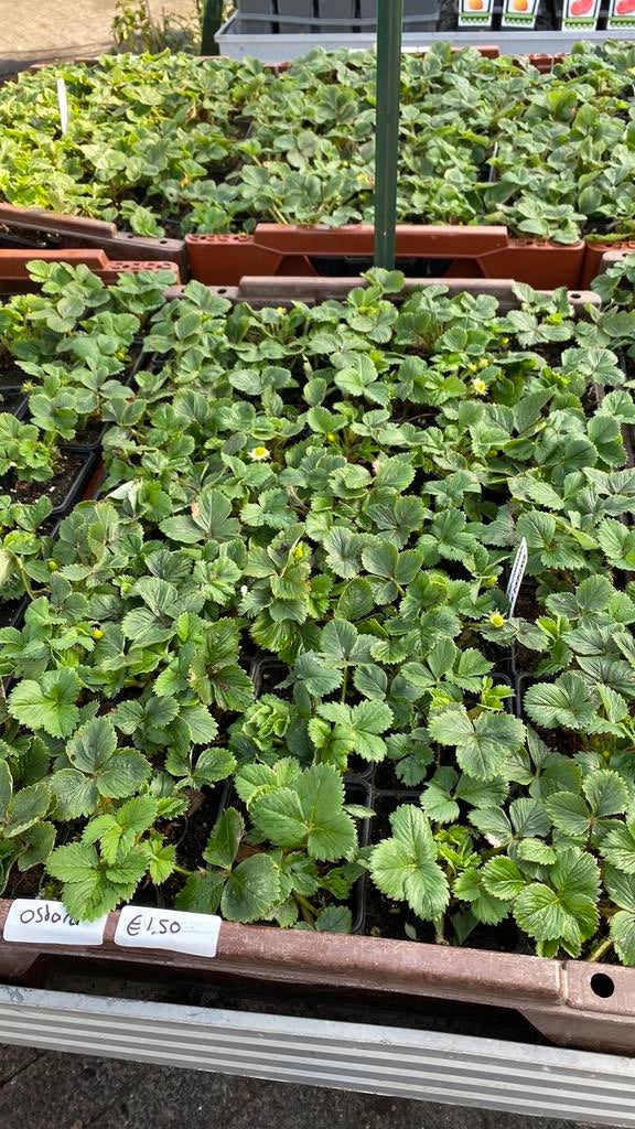 Aarbeien  ostara, elsanta, lambada en korona 10 voor €14, Ophalen, Eenjarig, Groenteplanten, Volle zon