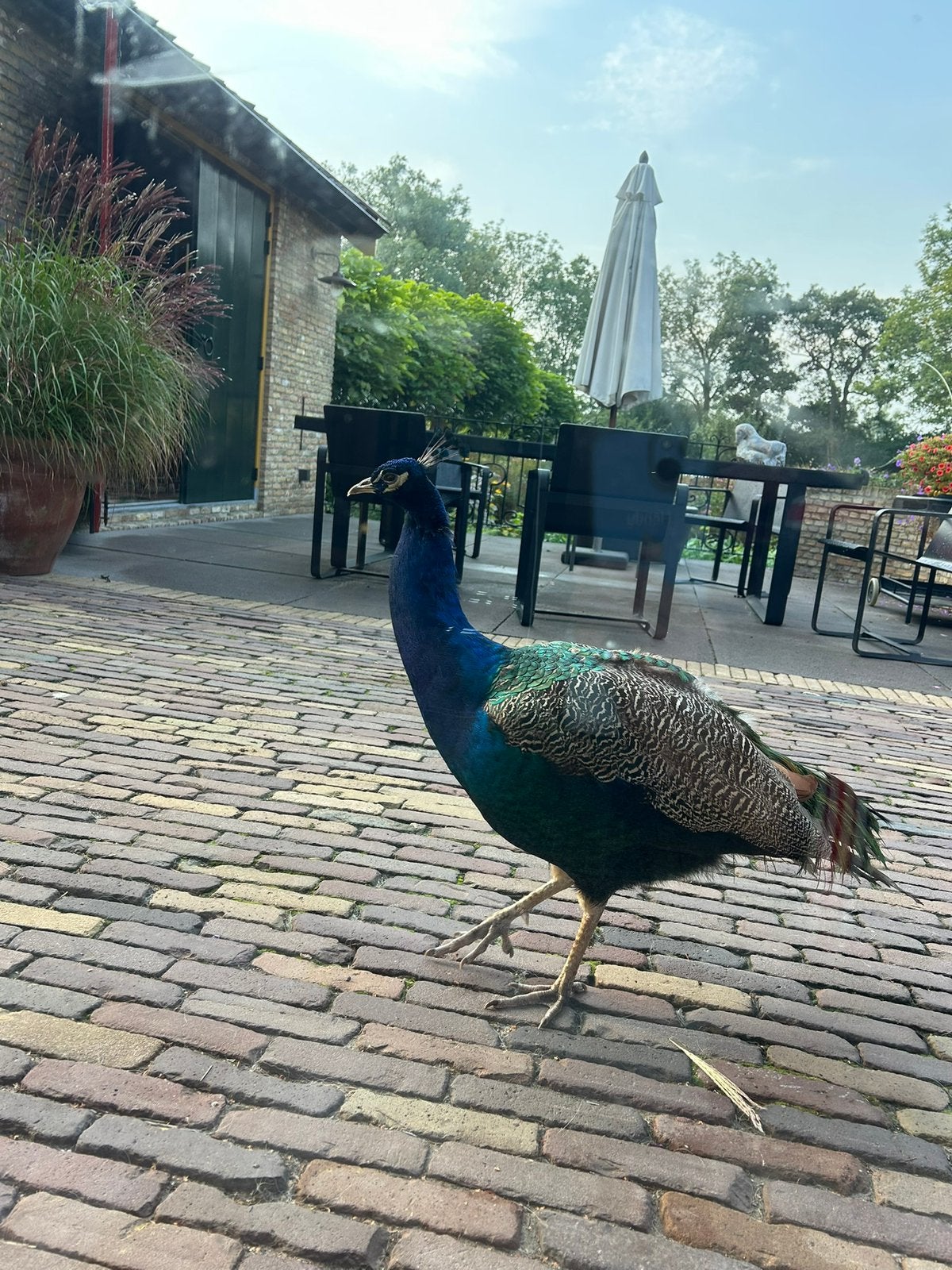 Blauwe mannetjes pauw, Dieren en Toebehoren, Mannelijk, Eend