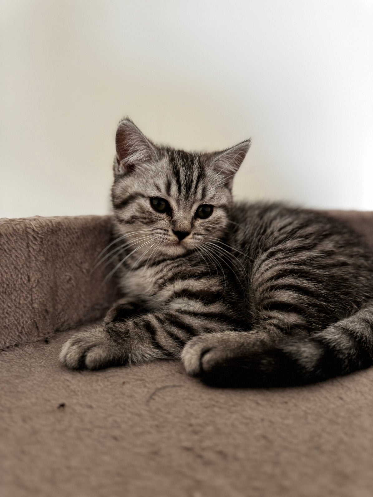 Brits korthaar kitten met stamboom, Dieren en Toebehoren, Katten en Kittens | Overige Katten, Poes