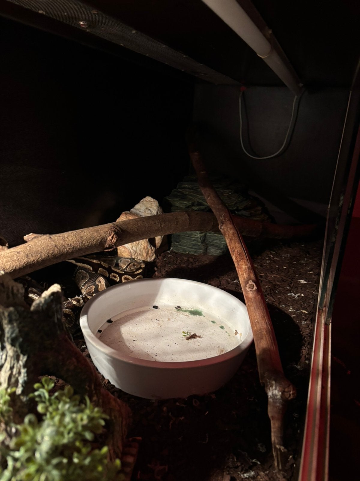 Konings python Ball Python photo 9