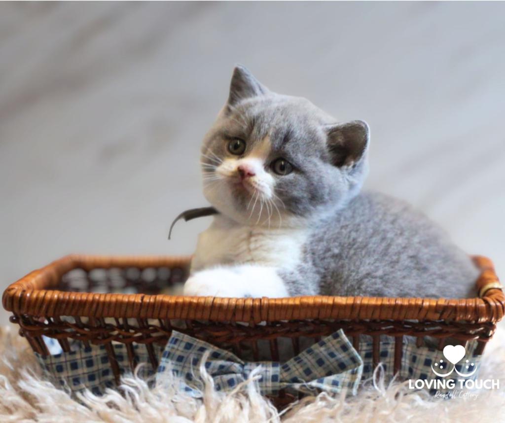 Britse korthaar Kittens met stamboom, Dieren en Toebehoren, Meerdere dieren, Met stamboom, 0 tot 2 jaar
