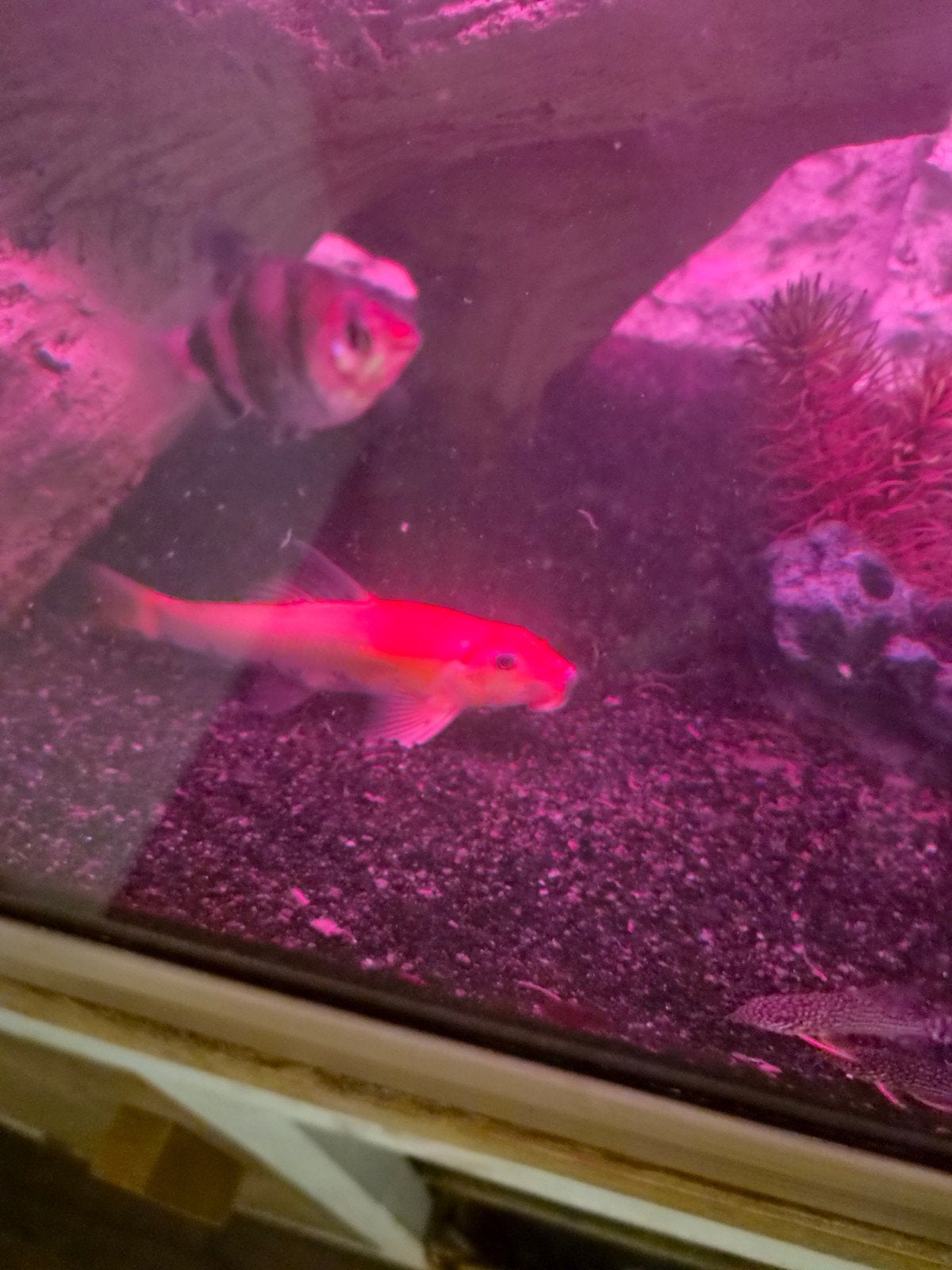 gratis algeneters, Dieren en Toebehoren, Vissen | Aquariumvissen, Vis