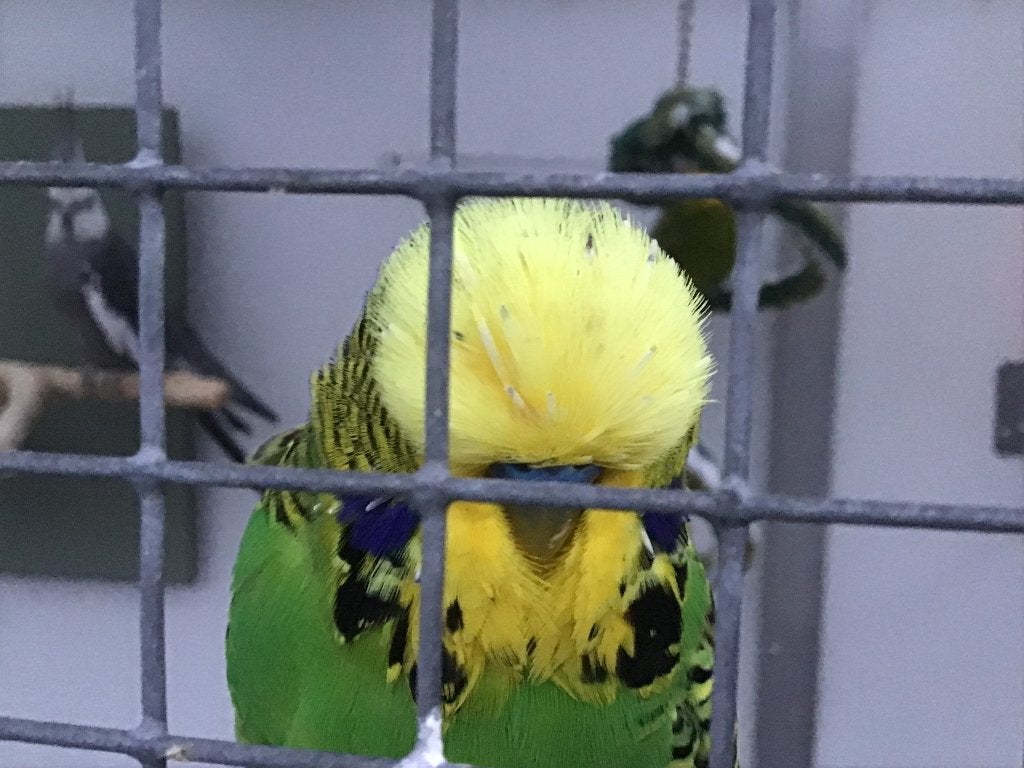 Engelse Grasparkiet mannen, Dieren en Toebehoren, Vogels | Parkieten en Papegaaien, Mannelijk, Parkiet, Geringd