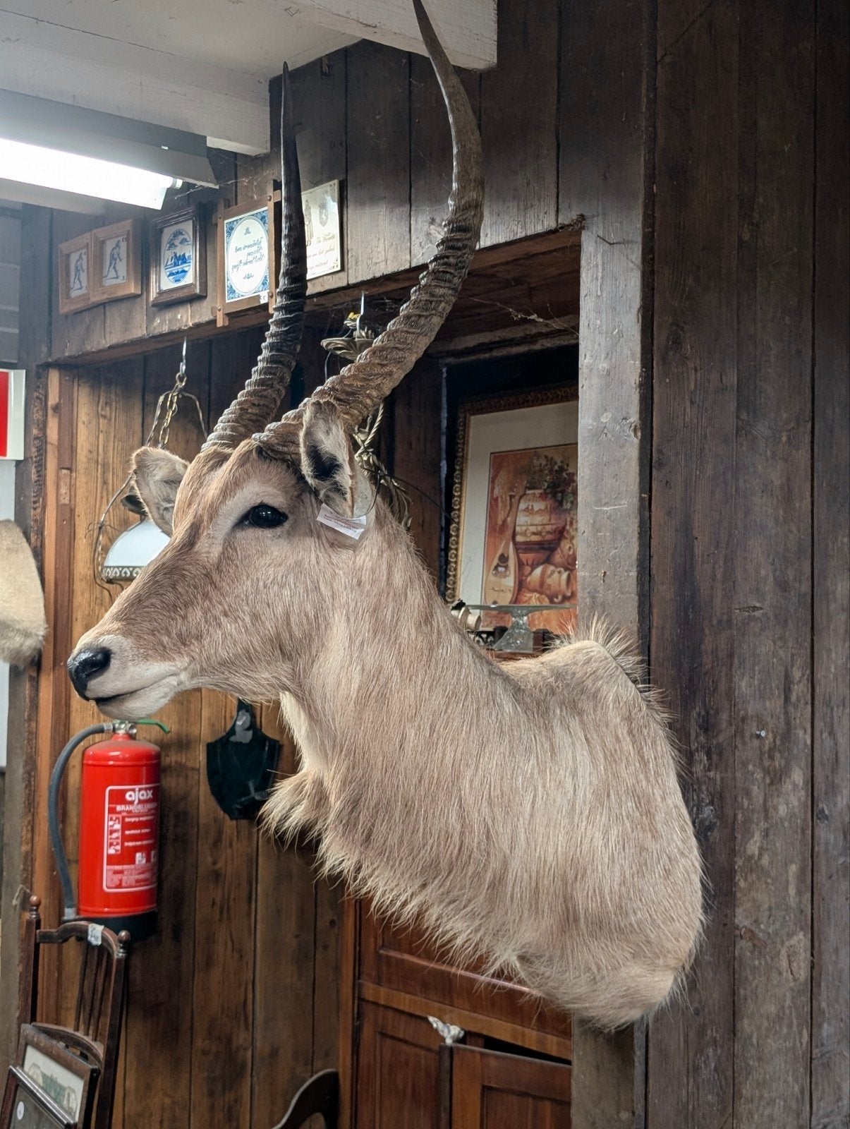 Grote opgezet waterbok. €345.  125 hoog 85 diep, Ophalen