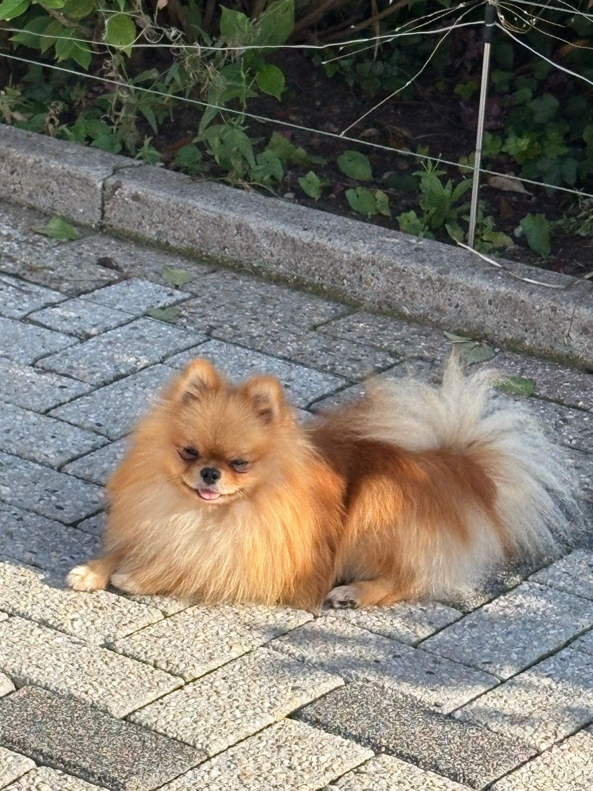 Dek reu pomeriaan, Reu, 1 tot 2 jaar, Eén hond, CDV (hondenziekte)