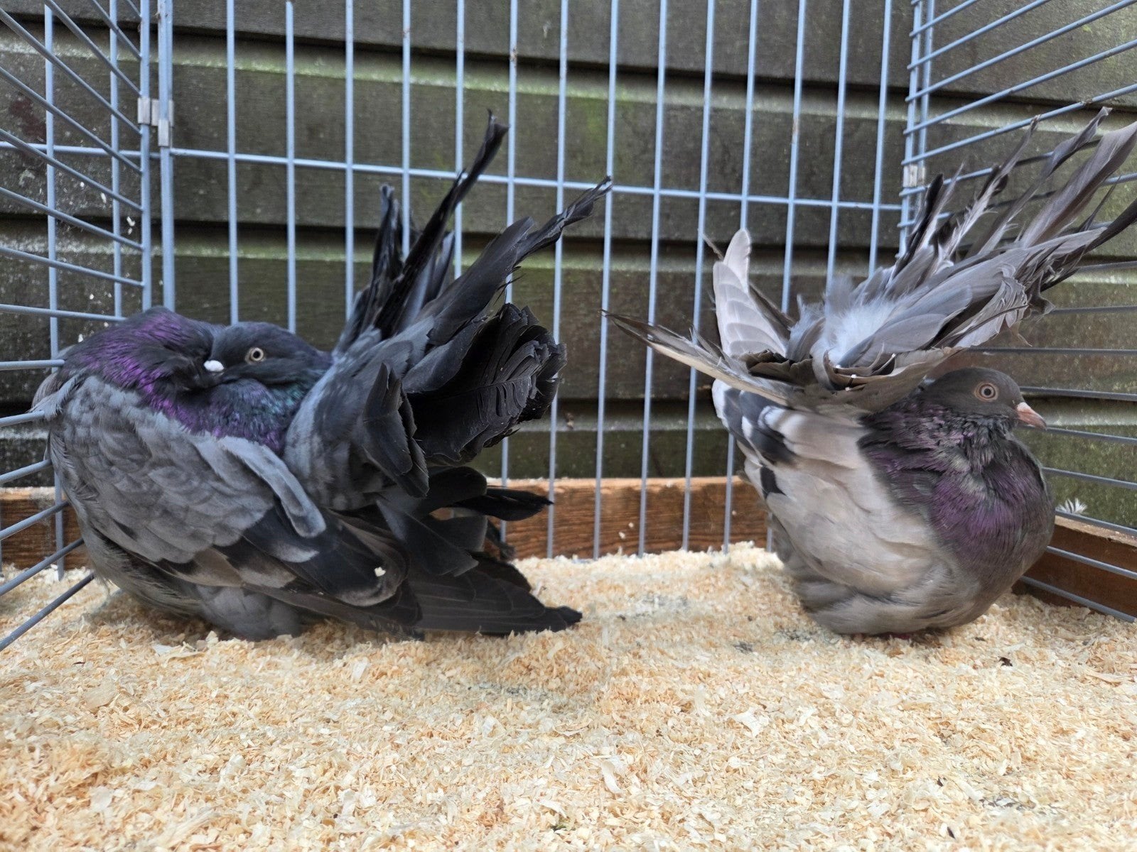 te koop 9 Amerikaanse pauwstaarten, Meerdere dieren, Postduif