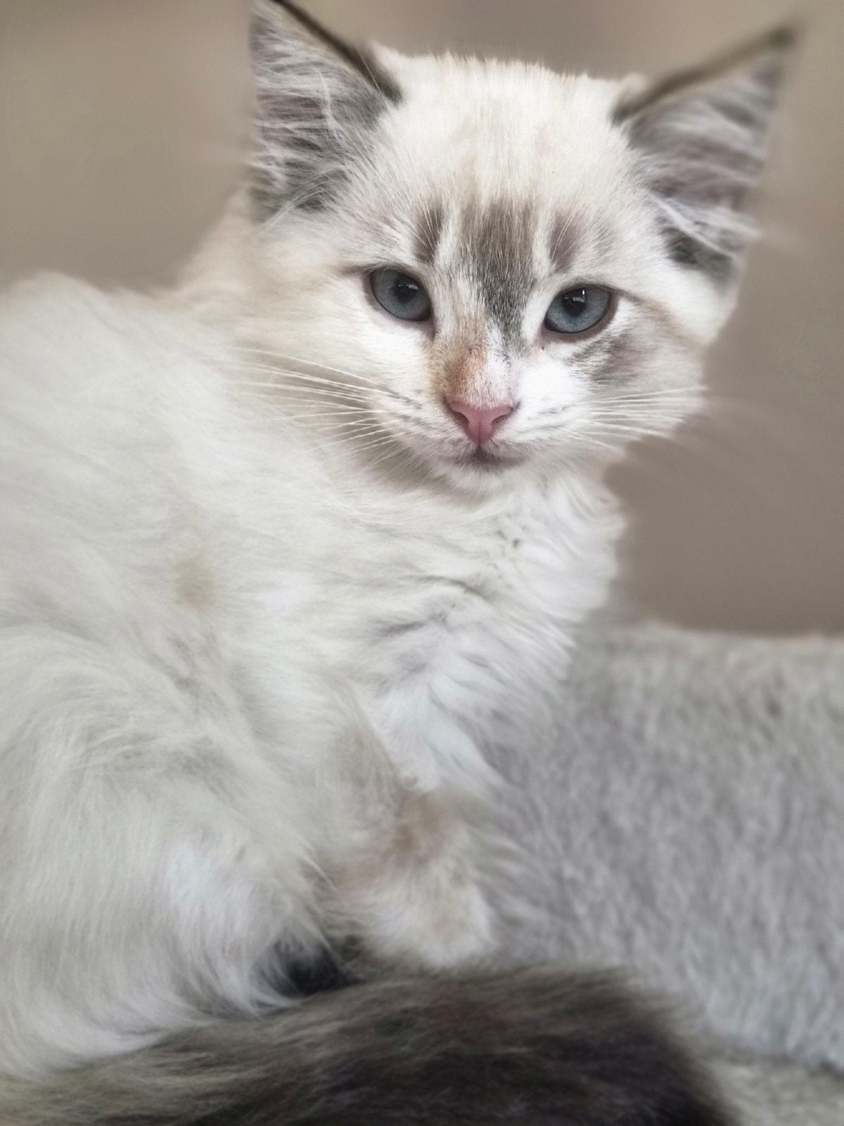 Britse langhaar x Ragdoll nog 2 poesjes beschikbaar, Meerdere dieren, Ontwormd, 0 tot 2 jaar