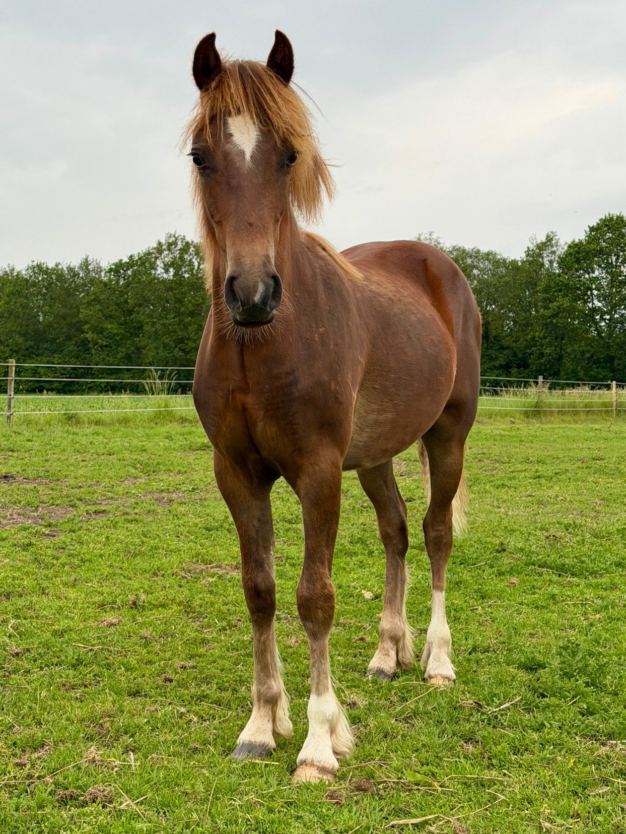 Prachtige jaarling Welsh Cob hengst | donkere vos | D-pony, Minder dan 160 cm, Met stamboom, 0 tot 2 jaar, Hengst