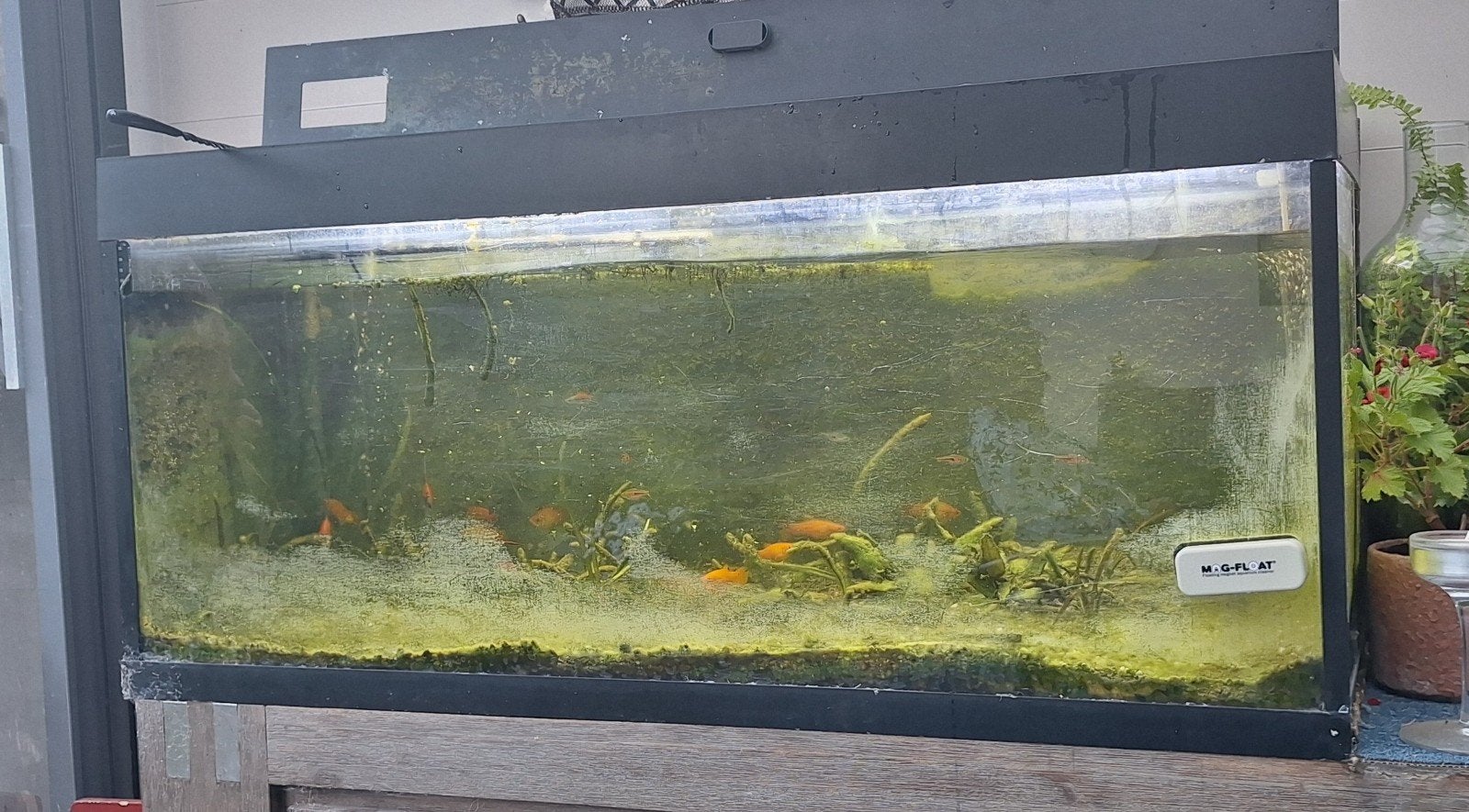 Aquarium incl. alles, Vis