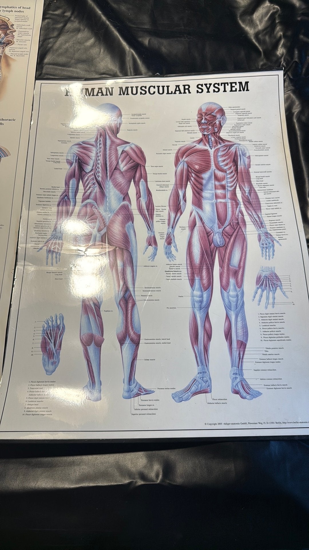 Anatomische posters, Ophalen