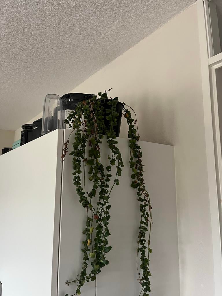 Hangplant in pot - Decoratieve kamerplant, Ophalen, Overige soorten, Halfschaduw, In pot