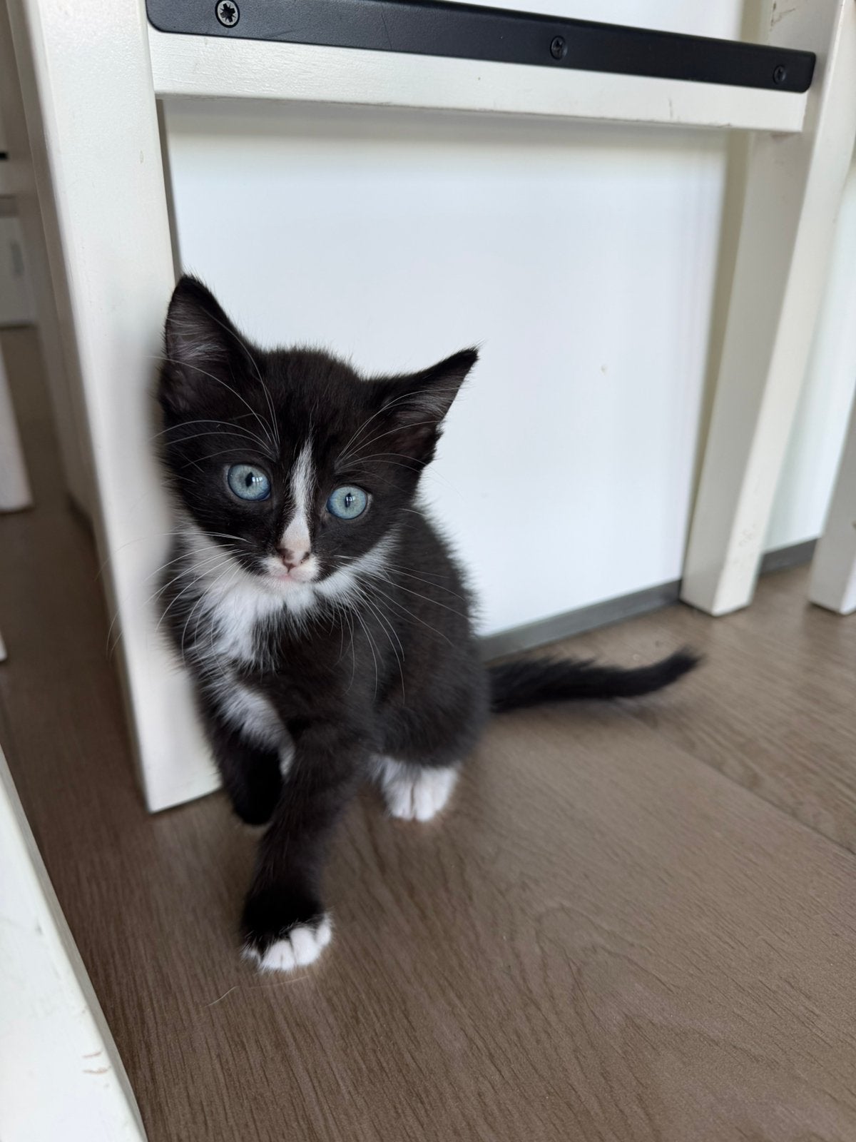 2 stoere en lieve kittens zoeken een 4-ever home ️, Meerdere dieren, Kortharig, 0 tot 2 jaar