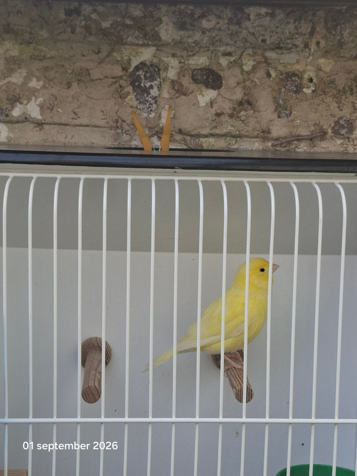 te koop een mooie kanarie man van 2025, Dieren en Toebehoren, Vogels | Kanaries, Mannelijk, Kleurkanarie