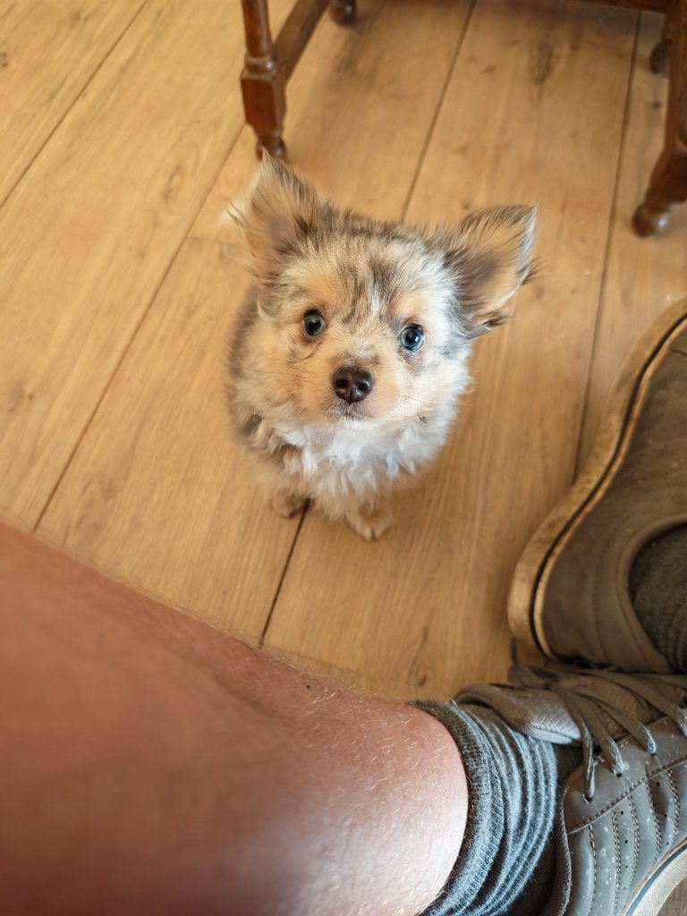Chihuahua pupje (mag verhuizen), Parvo, België, Particulier, Reu