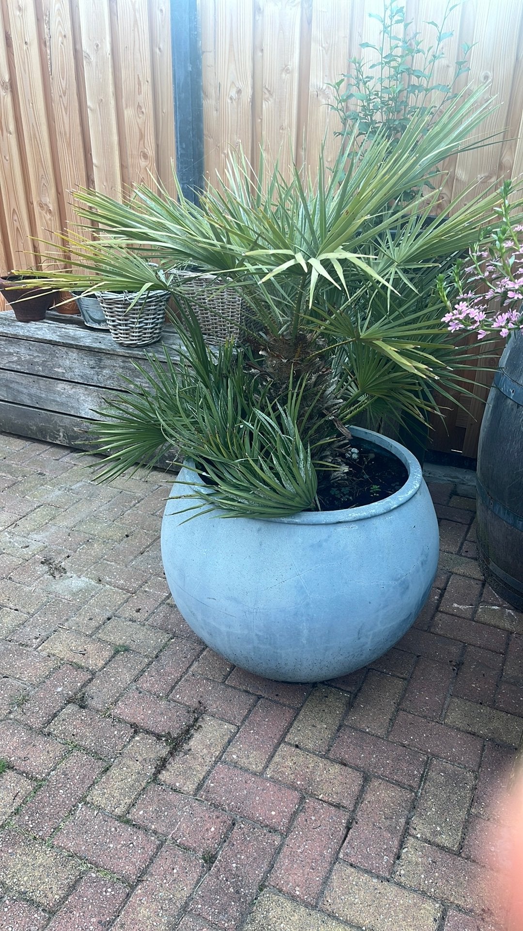 Dwerg palm., Tuin en Terras, Planten | Bomen, Bloeit niet, 100 tot 250 cm, Palmboom, Ophalen