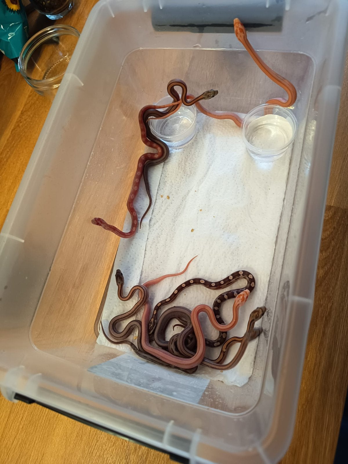 Jonge rattenslangen Rat Snake - unknown for sale from viper