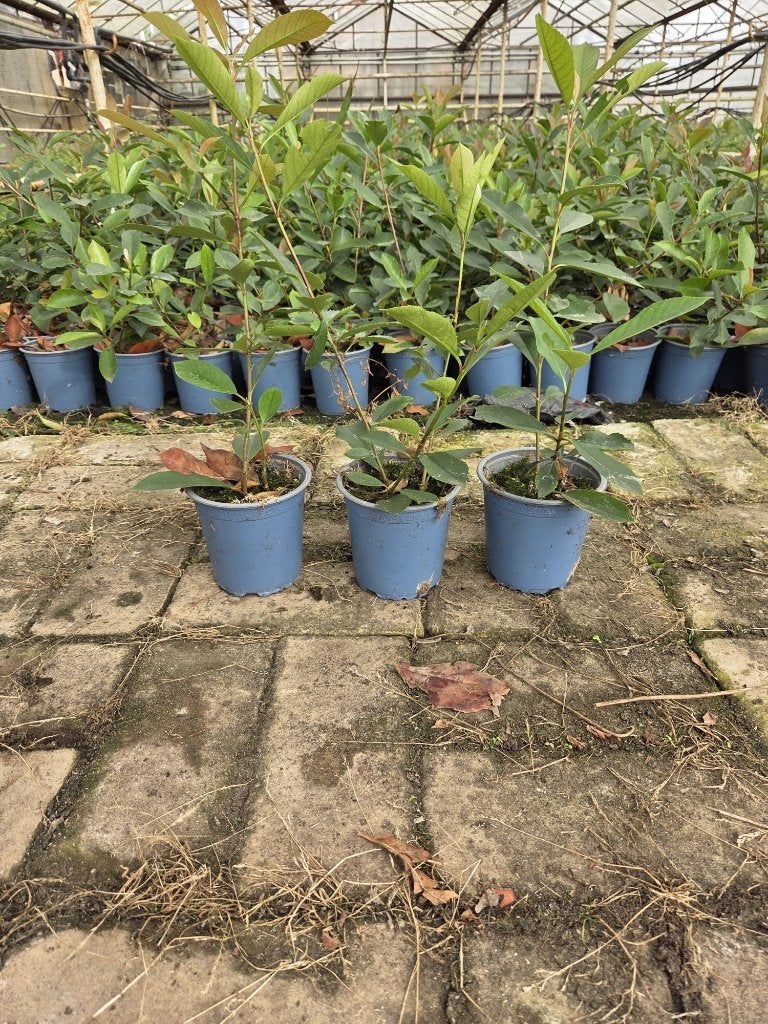 Glansmispel Photinia Red Robin 30-40 cm, Ophalen of Verzenden, Overige soorten, Halfschaduw