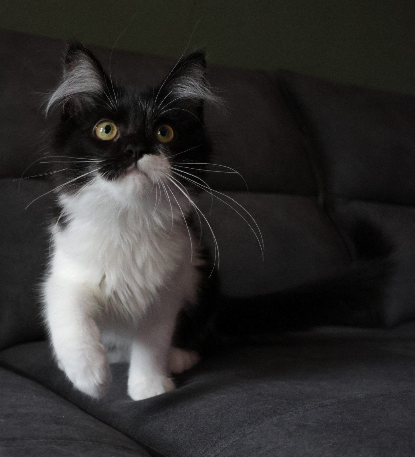 laatste Lieve Maine Coon x American Ringtail kitten, Meerdere dieren, Ontwormd, 0 tot 2 jaar