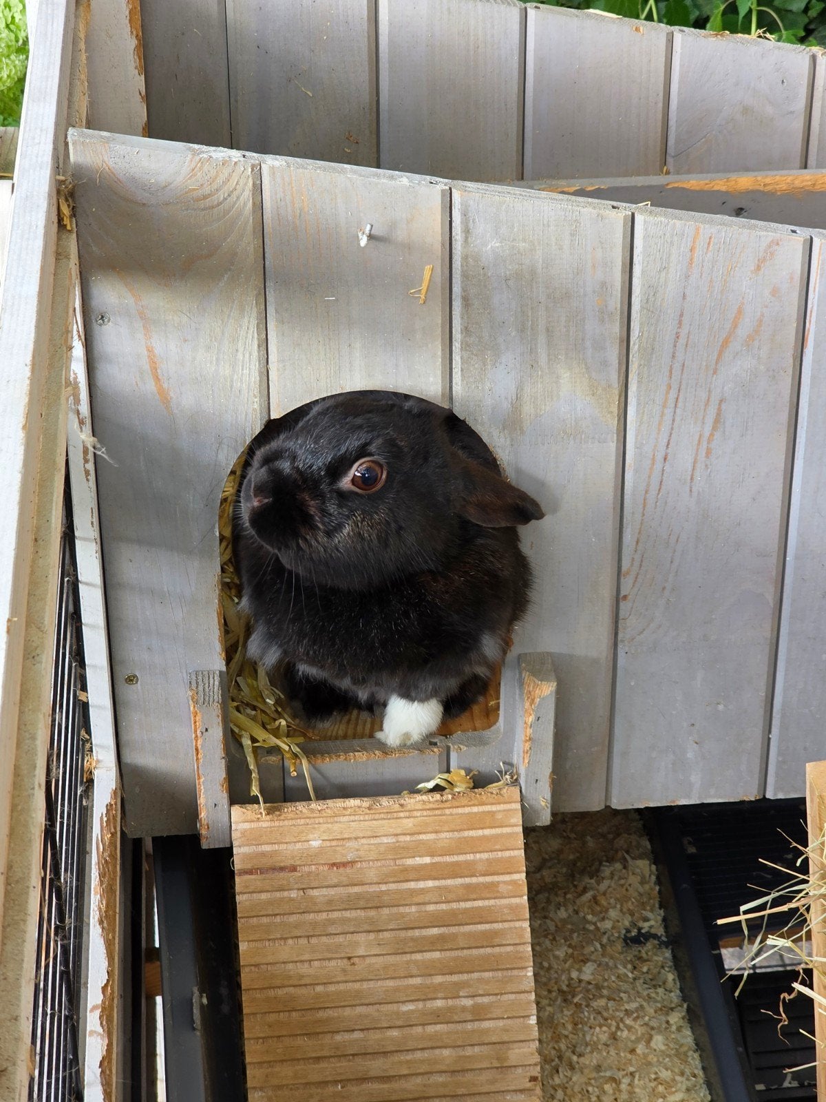 voedster zoekt nieuw huis, Vrouwelijk, Klein, 3 tot 5 jaar