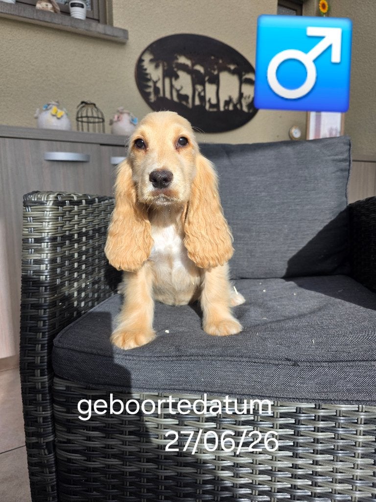 mooie engelse cocker pups, Dieren en Toebehoren, België, 8 tot 15 weken, Meerdere, Meerdere dieren