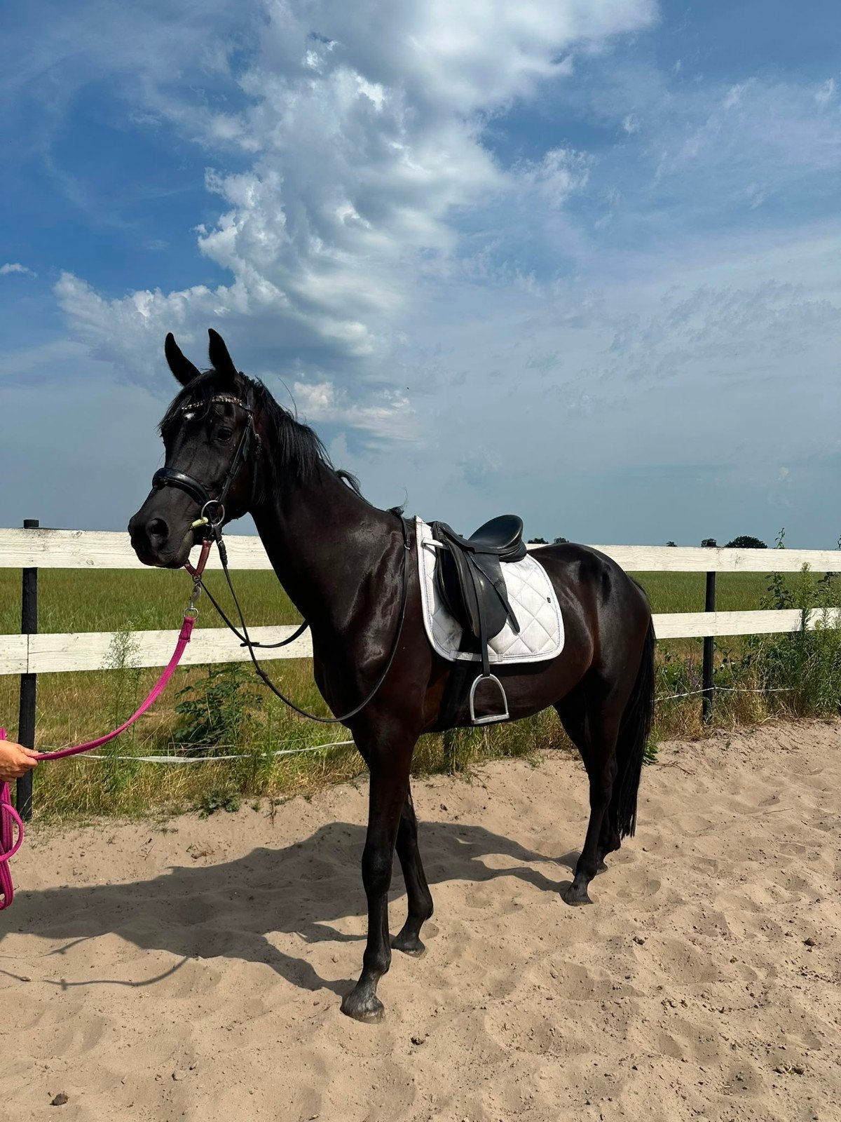 Prachtige 4 jarige zwarte ruin met potentie, Dieren en Toebehoren, Met stamboom, Ruin, Dressuurpaard, Zadelmak