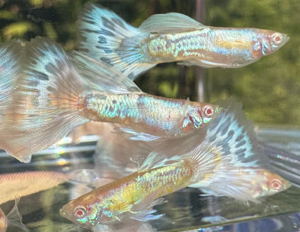 ***Unieke Albino Galaxy Gold Dragon White Mosaic Guppen***, Dieren en Toebehoren, Vis, Zoetwatervis, Schoolvis