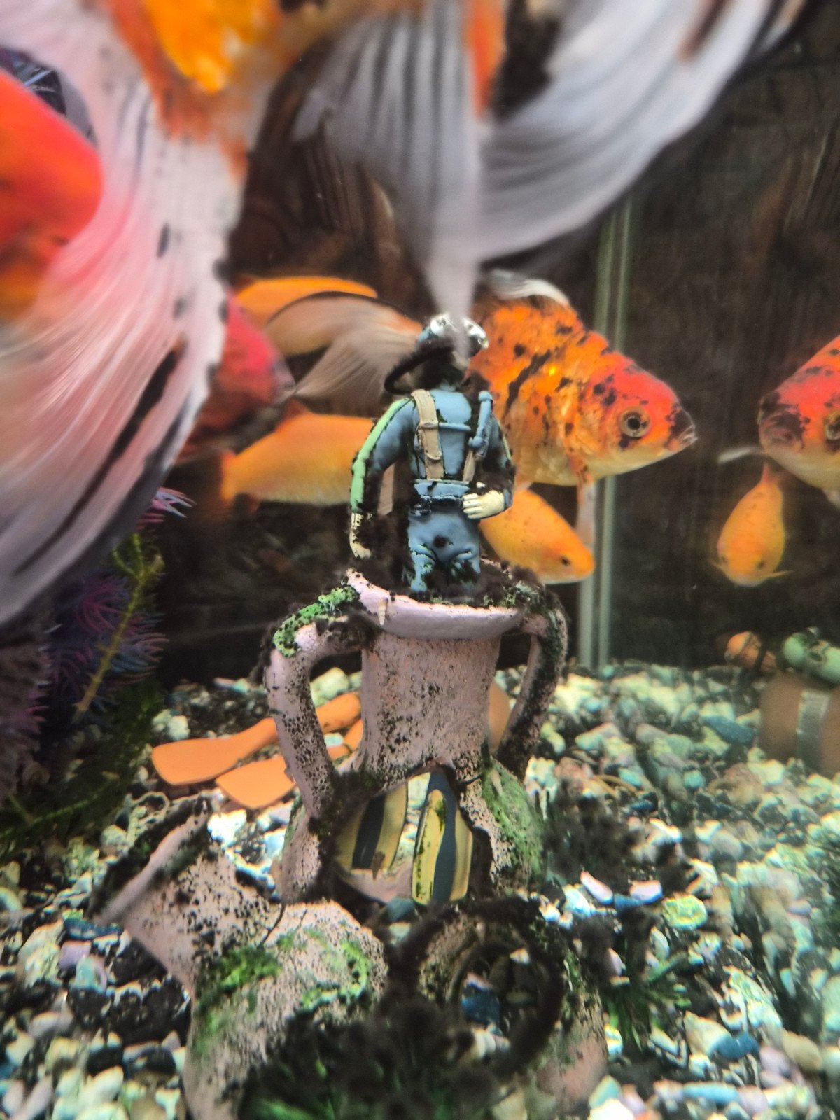 aquarium, Vis