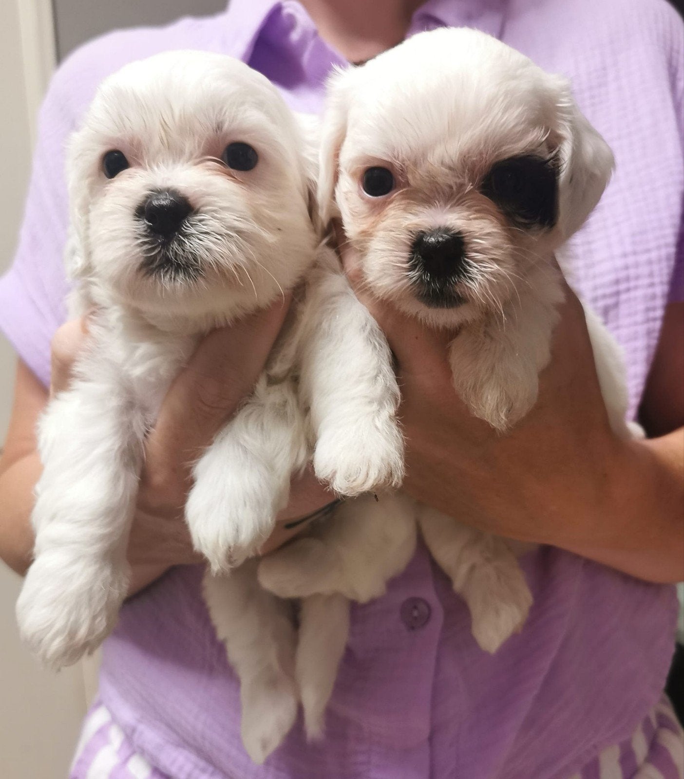 Maltezer x Shitzu eenmalig nestje 6 week., Dieren en Toebehoren, Honden | Chihuahua's en Gezelschapshonden, Maltezer, Parvo, 8 tot 15 weken